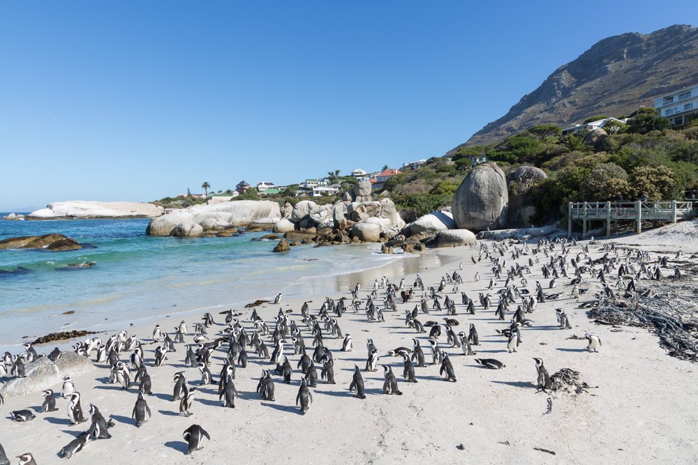 African penguins at Boulders Beach, South Africa 