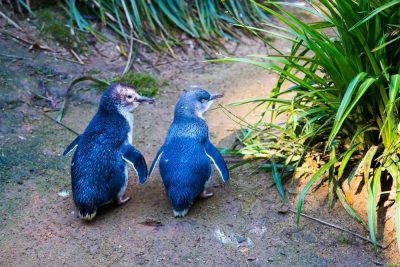 Blue little penguin or fairy penguin at Phillip Island, Australia