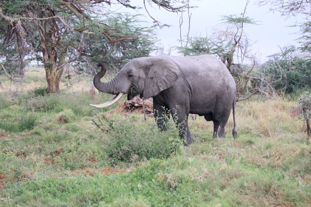 Christian Baines - Big tusker in search of breakfast, Amboseli, Kenya 013
