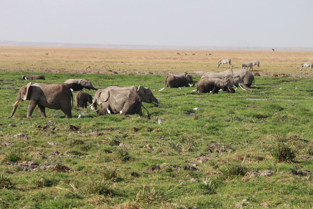 Christian Baines - Elephants cooling off in the marsh, Amboseli, Kenya 202