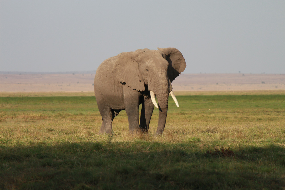 Christian Baines - Elephants wander the plains at the base of Kilimanjaro, Amboseli, Kenya 222