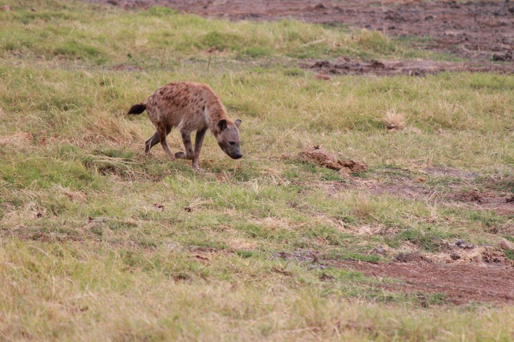 Christian Baines - Fresh from yesterday, an Amboseli hyena has the scent, Amboseli, Kenya 116