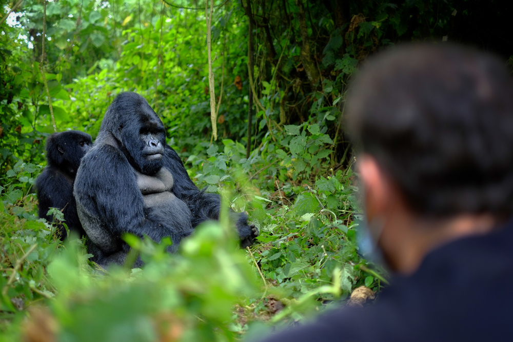 Encounter with a Silverback gorilla, Rwanda 