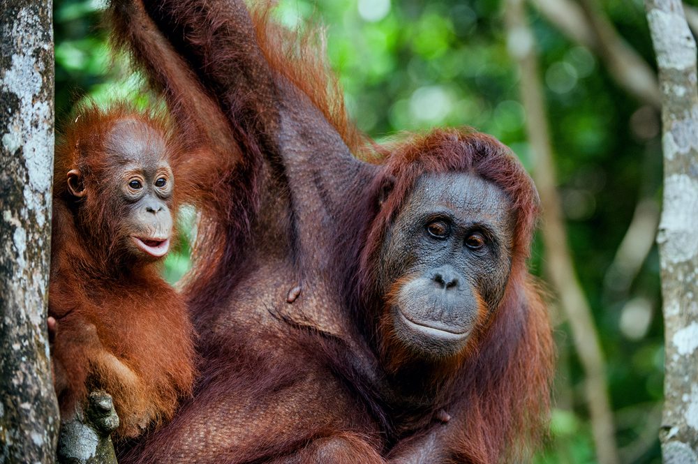 Female orangutan with cub in her native habitat, Borneo, Malaysia 