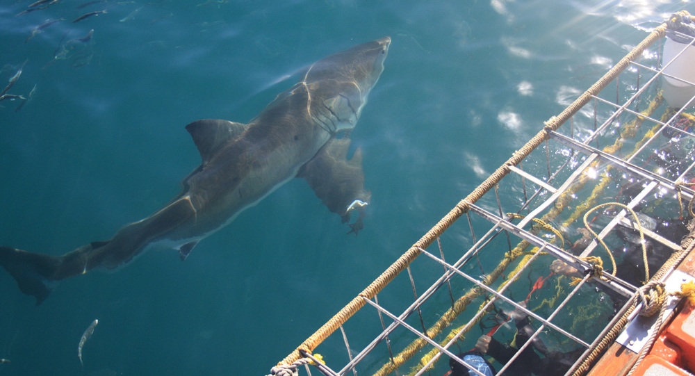 Great white shark cage diving, South Africa