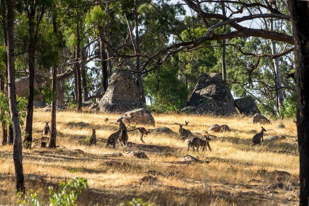 Group of kangaroos in Grampians National Park, Australia 