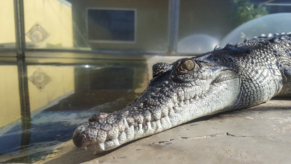 Saltwater crocodile in Crocosaurus Cove, Darwin, Northern Territory, Australia 