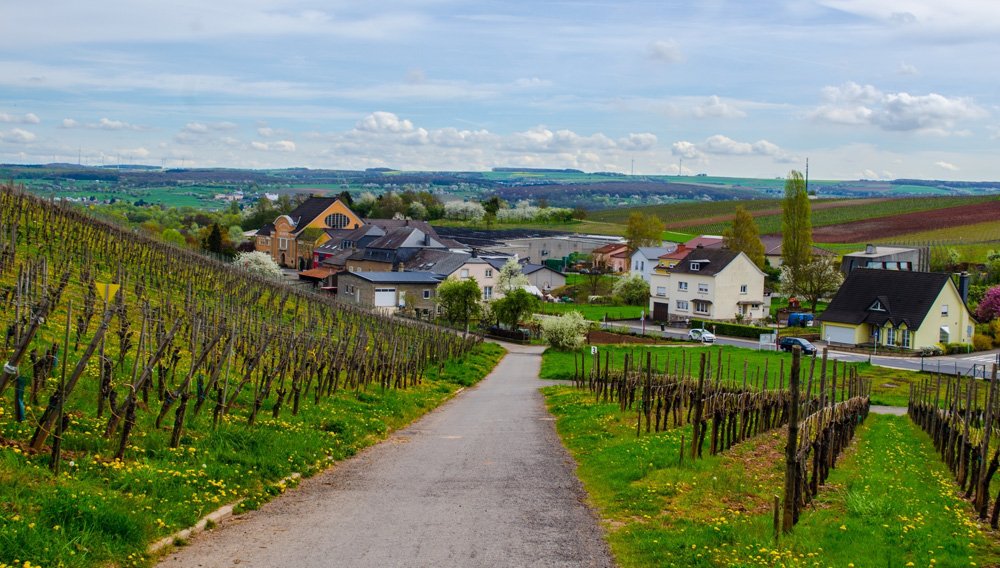 Vineyards near Remich and surrounding small villages, Luxembourg 