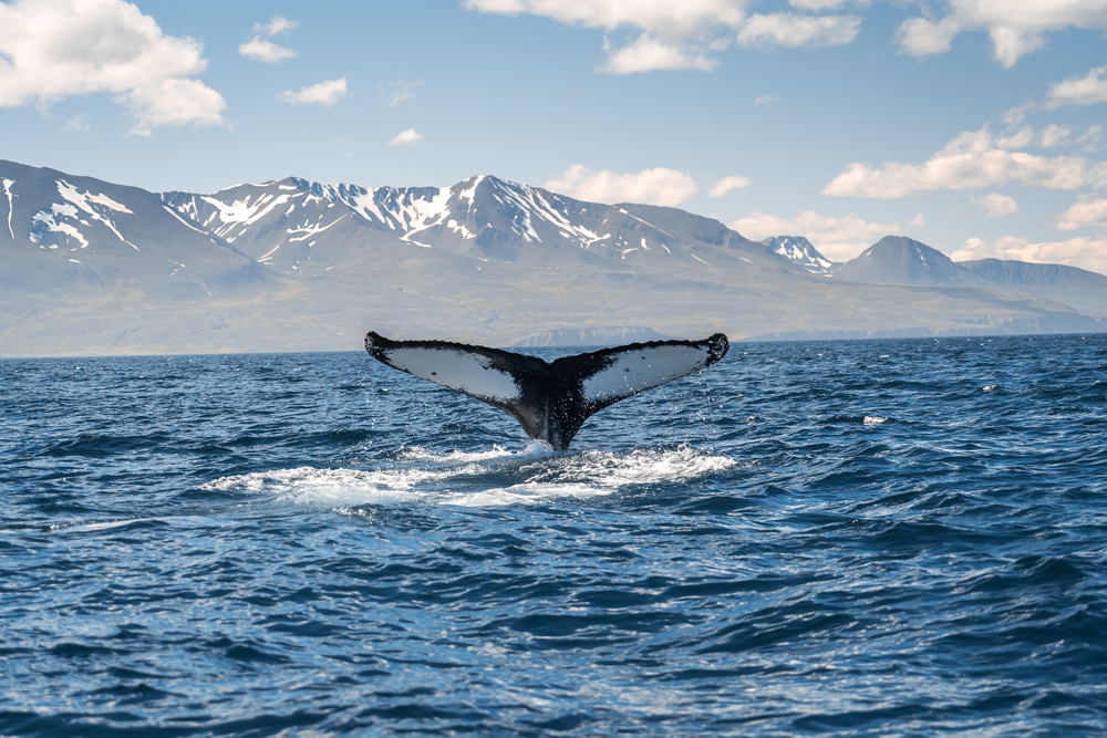 Whale diving on the coast near Husavik, Iceland 