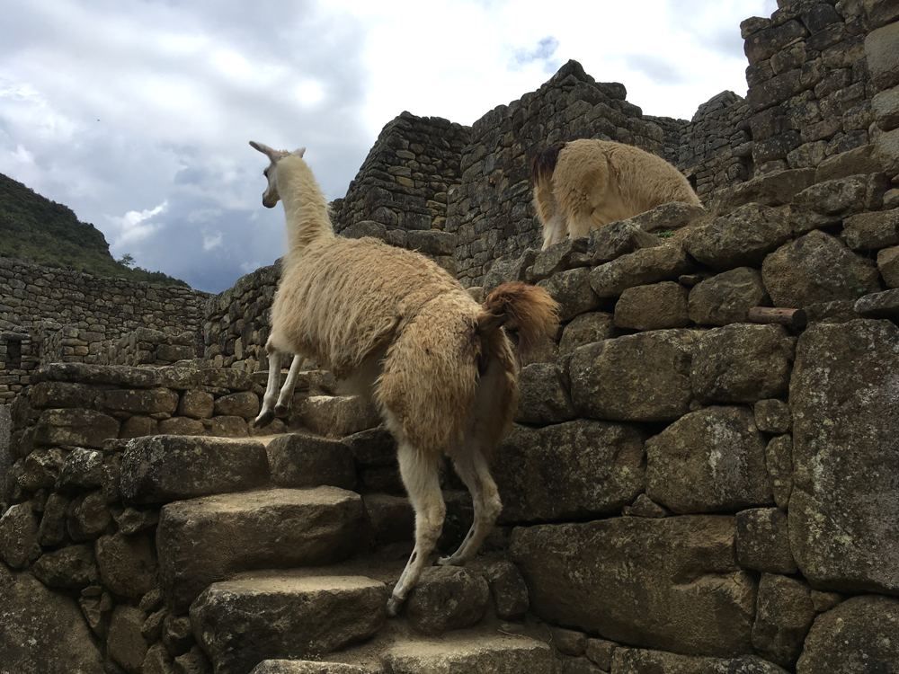 Aren Bergstrom - Llamas have to use the stairs like everyone else, Machu Picchu, Peru