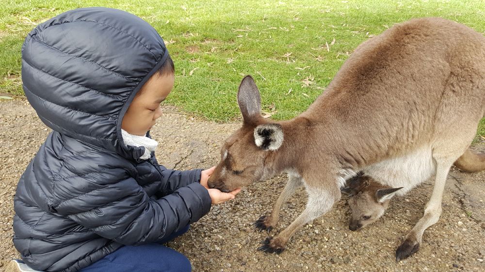Child feeding a mother and baby kangaroo in wildlife park, Australia 