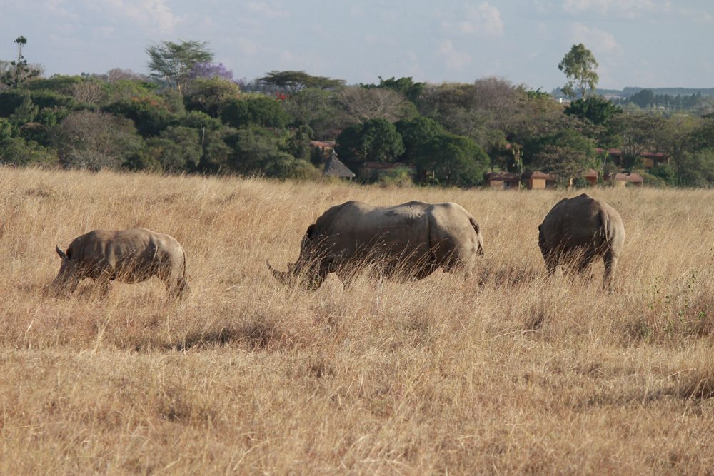 Christian Baines - A family of white rhinos, Nairobi National Park, Kenya 476