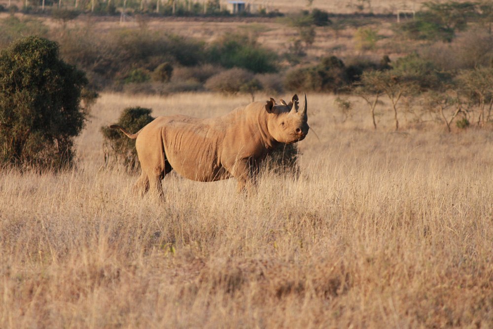 Christian Baines - A solitary black rhino satisfies its curiosity, Nairobi National Park, Kenya 554