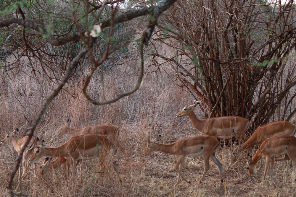 Christian Baines - Antelopes abound throughout the bush, Tsavo, Kenya 426