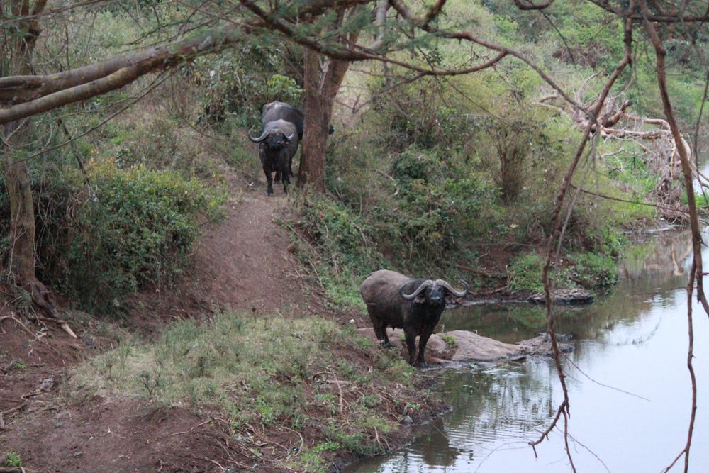 Christian Baines - Cape Buffalo stop by for a drink at Ololo Safari Lodge, Kenya 534