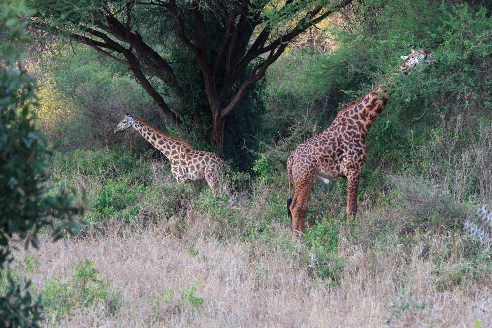 Christian Baines - Giraffes in search of breakfast, Tsavo, Kenya 450