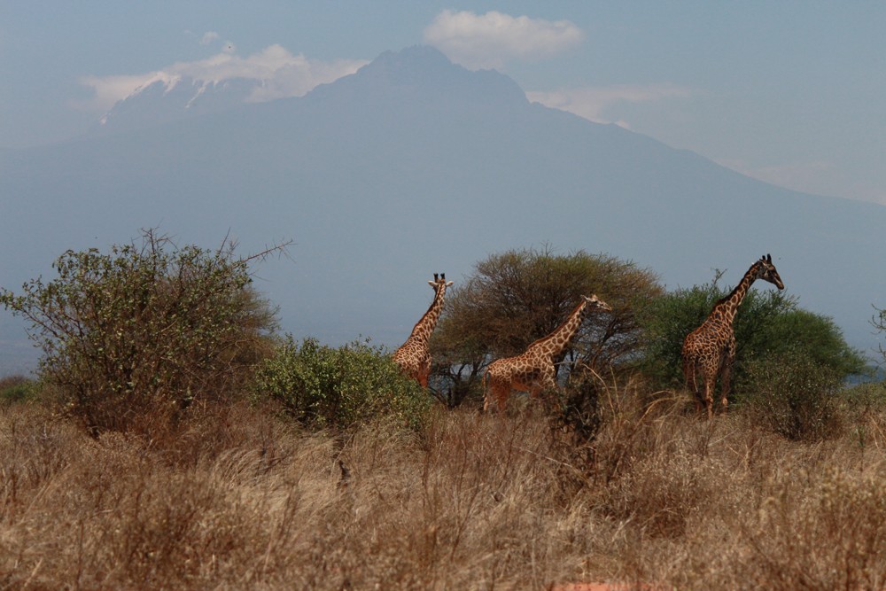 Christian Baines - Kilimanjaro puts Tsavo's tallest residents in perspective, Tsavo, Kenya _5145