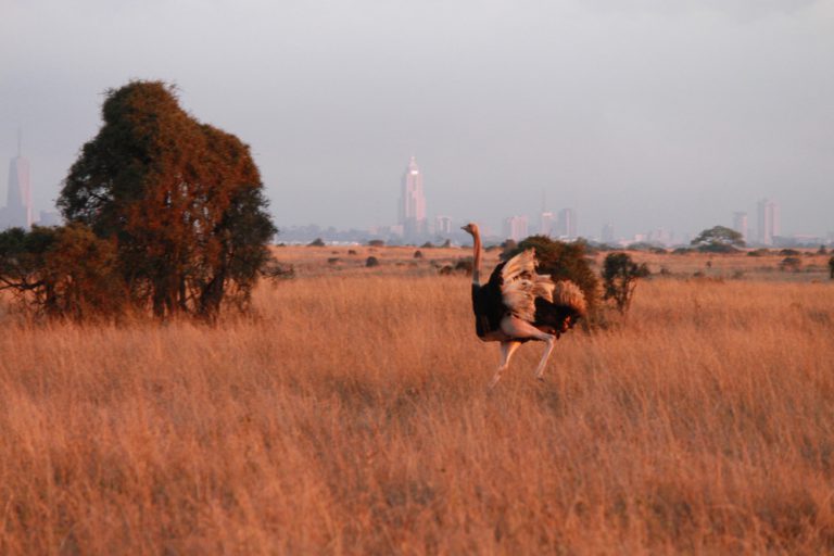 Christian Baines - Morning exercises before the crowds arrive, Nairobi National Park, Kenya 538