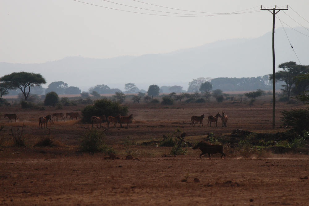 Christian Baines - Tsavo’s soil gives the animals a distinctly reddish tint, Tsavo, Kenya 328