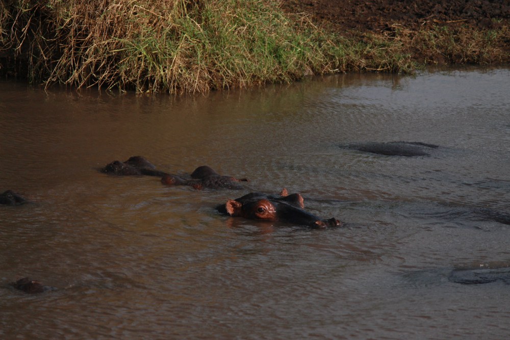 Christian Baines - Up close and personal with a hippo pod on a walking safari, Tsavo, Kenya _5202