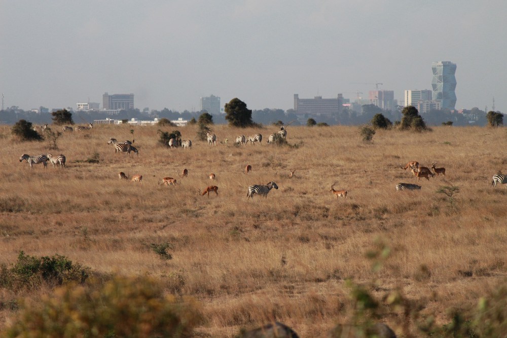 Christian Baines - Wild herds in the shadow of skyscrapers, Nairobi, Kenya 490