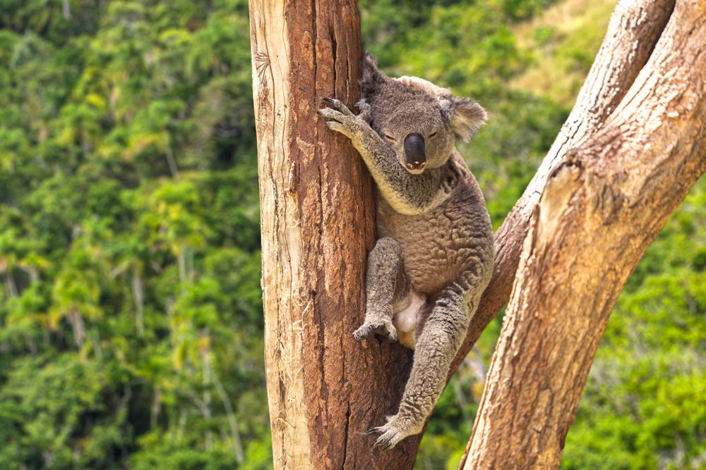 Cute Koala in Lone Pine Sanctuary, Queensland, Australia 
