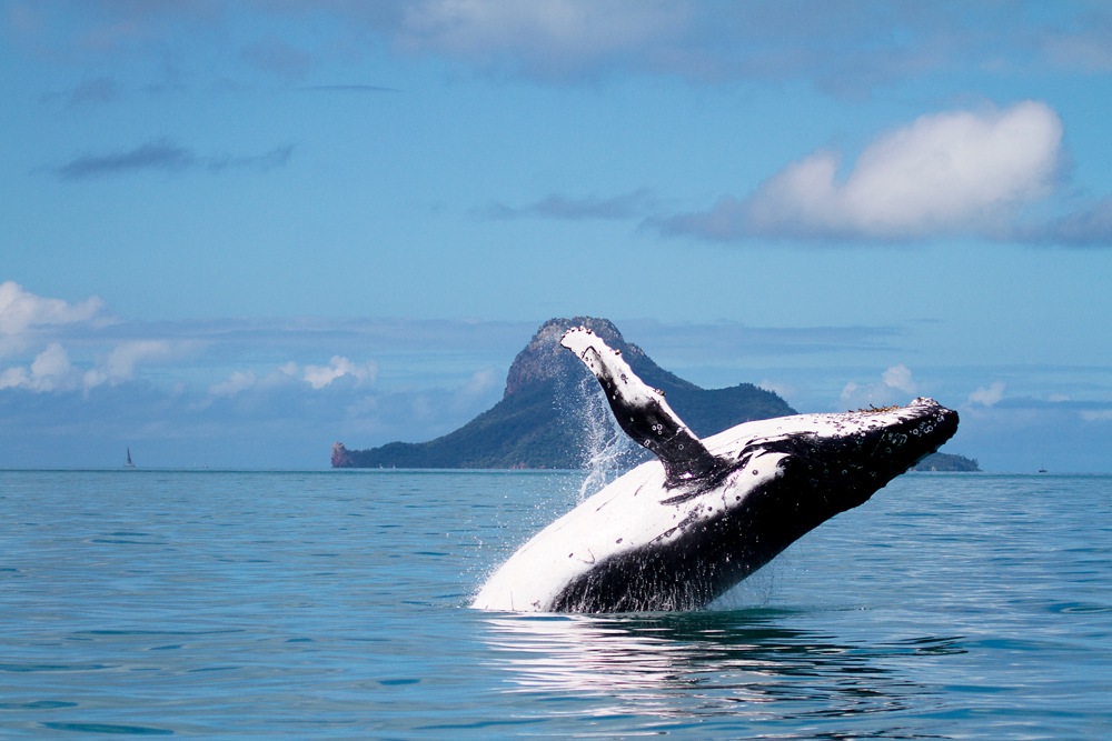Humpbank whale breaching in front of Pentecost Island in the Whitsundays, Queensland, Australia 