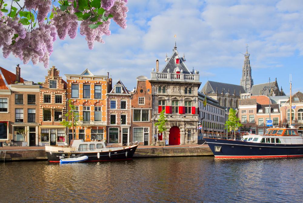 Lilac tree in front of view of canal with historical houses in old Haarlem, Netherlands 