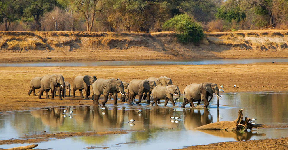 Elephant herd crossing Luangwa River in Zambia