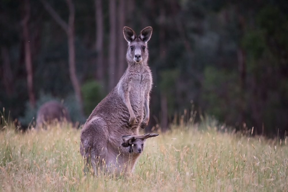 Kangaroo in the park, Victoria, Australia 