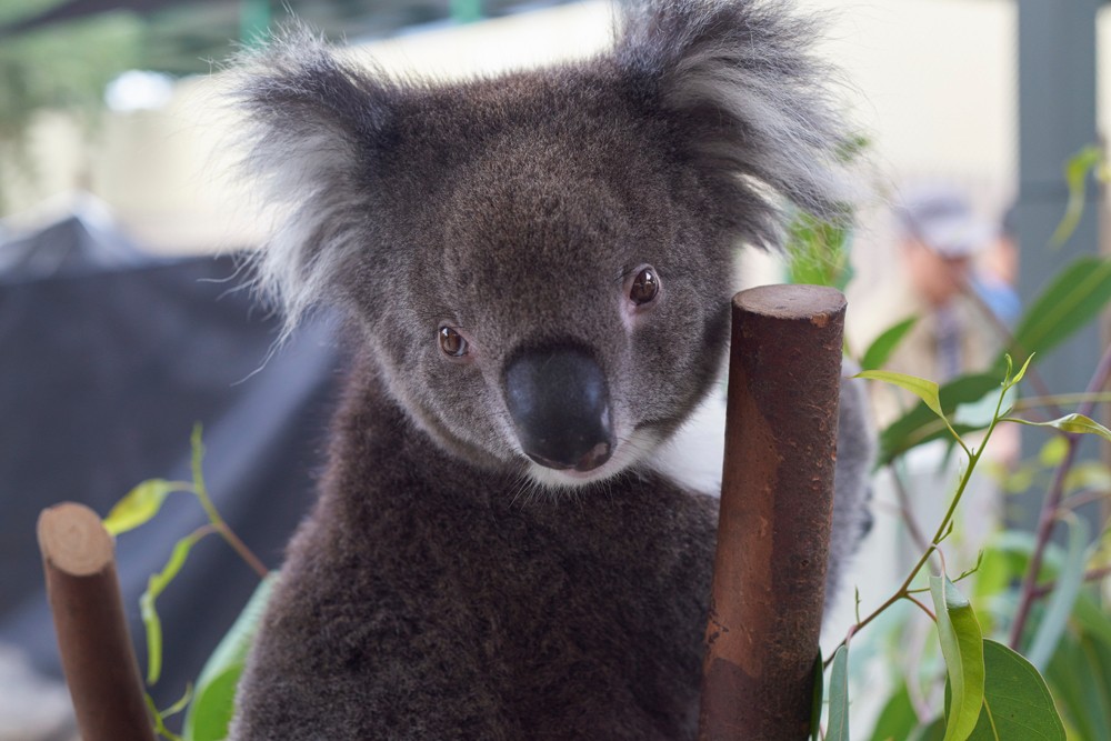 Koala in Australia 
