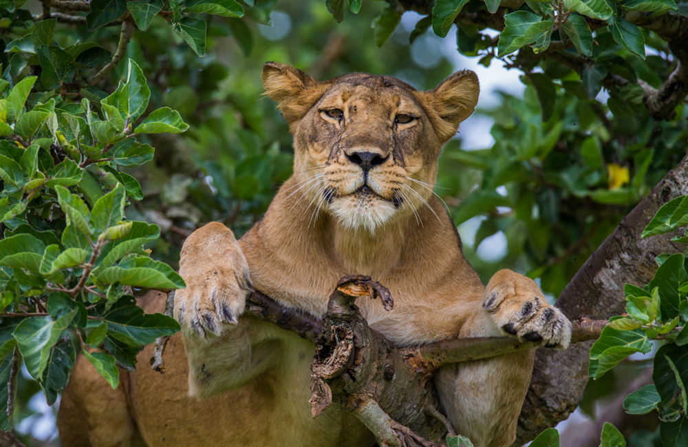 Lioness lying on a big tree in Uganda