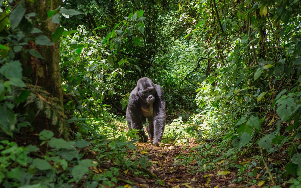 Mountain gorillas in Bwindi Impenetrable Forest National Park, Uganda 