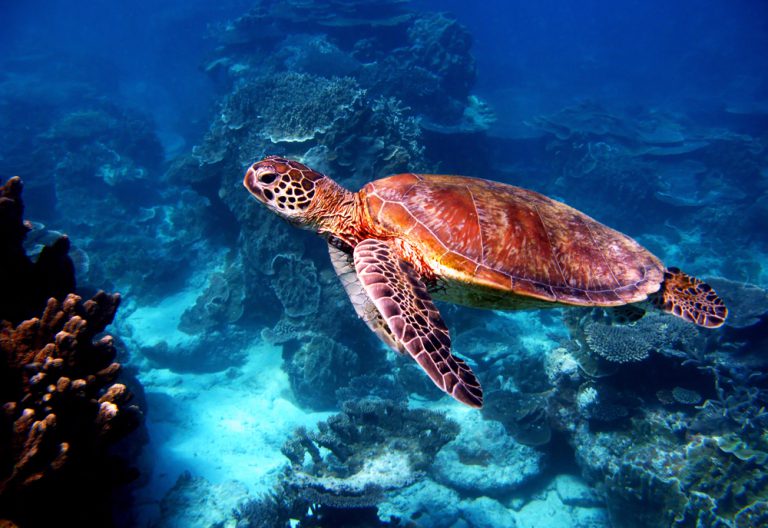 Sea turtle at Great Barrier Reef, Queensland, Australia Trip