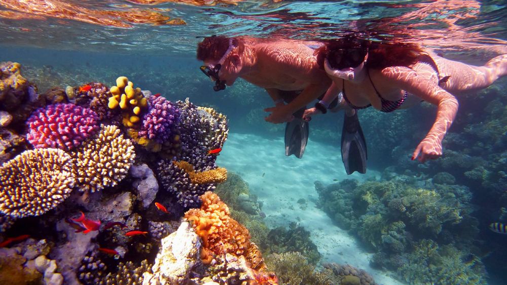 Young couple snorkeling and admiring colourful coral reef, Great Barrier Reef, Queensland, Australia 