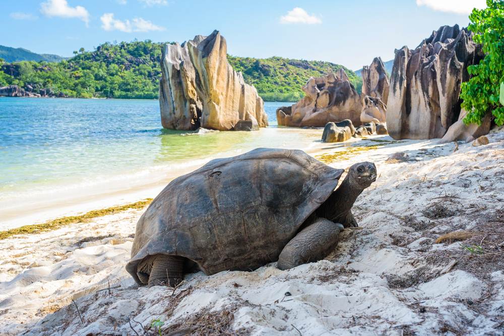 Aldabra giant tortoise on a beach near Praslin, Seychelles Vacations