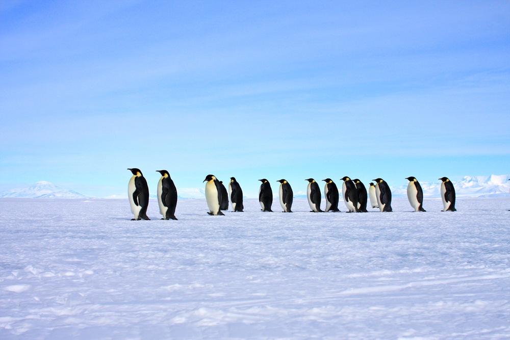 Emperor penguins, Ross Sea, Antarctica 
