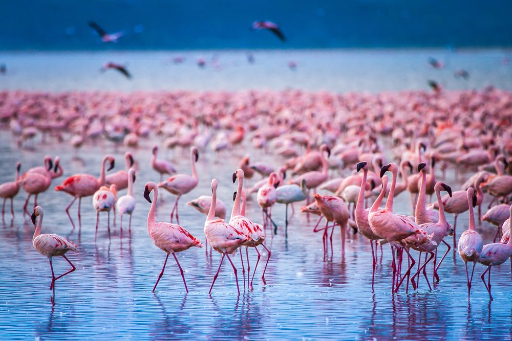 Flock of flamingos at Lake Nakuru, Kenya 