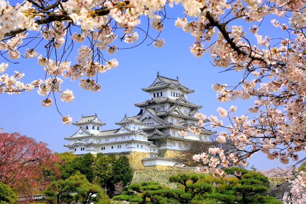 Himeji-jo Castle in spring with cherry blossoms, Himeji, Japan 