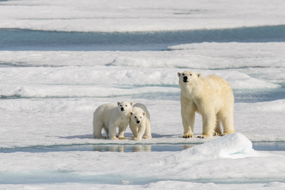 Polar bear mother and twin cubs in the Arctic 