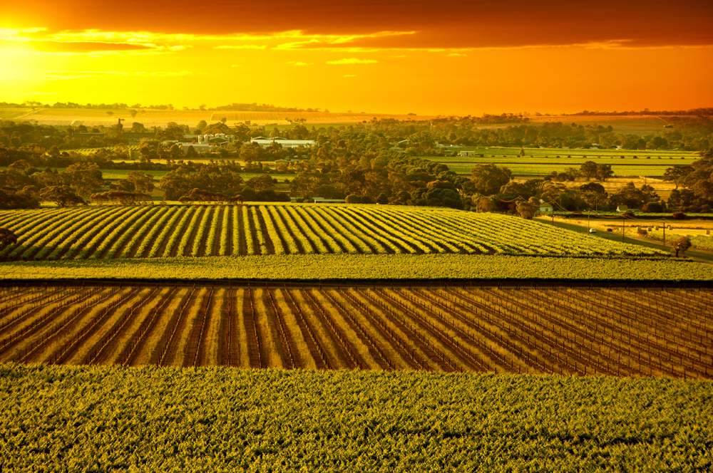 Sunset over Barossa Valley vineyards, South Australia, Australia