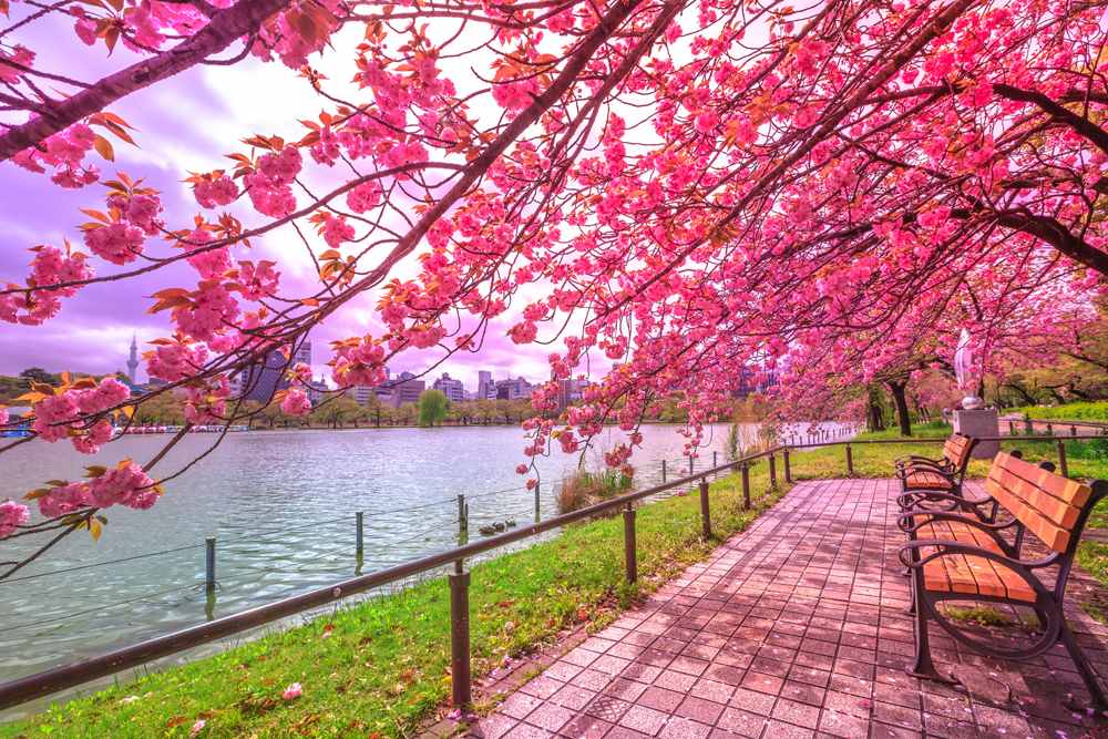 Benches under cherry trees in full bloom during Hanami along Shinobazu Pond in Ueno Park, Tokyo, Japan 