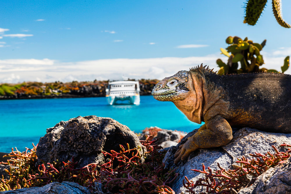 Land iguana with a white boat in the background, South Plaza Island, Galapagos Islands, Ecuador
