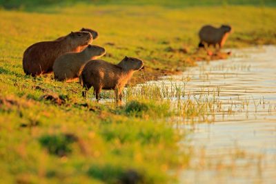 Capybara family during sunset, Pantanal, Brazil