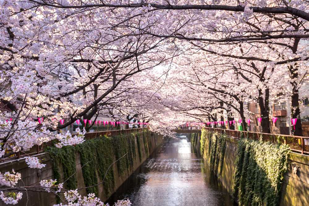 Cherry blossom lined Meguro Canal in Tokyo, Japan 