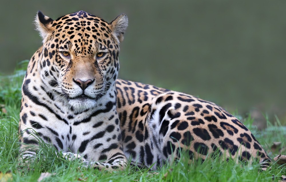 12 Fascinating Animals to See on South America Vacations | Goway