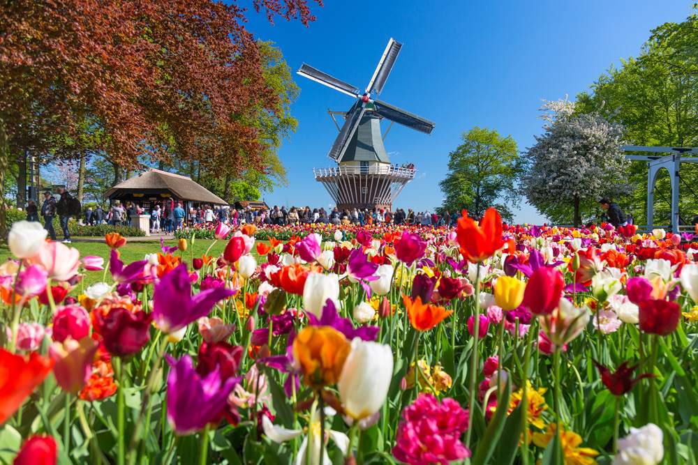 Colourful tulips in Keukenhof Gardens, Lisse, Holland, Netherlands 