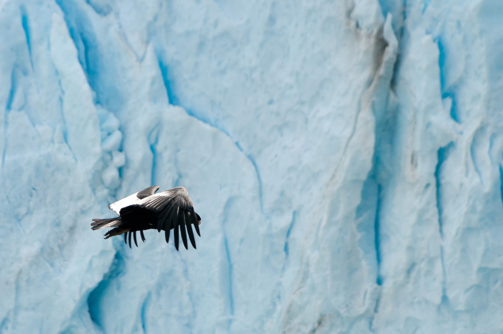 Condor flying past the Perito Moreno Glacier, Patagonia, Argentina 
