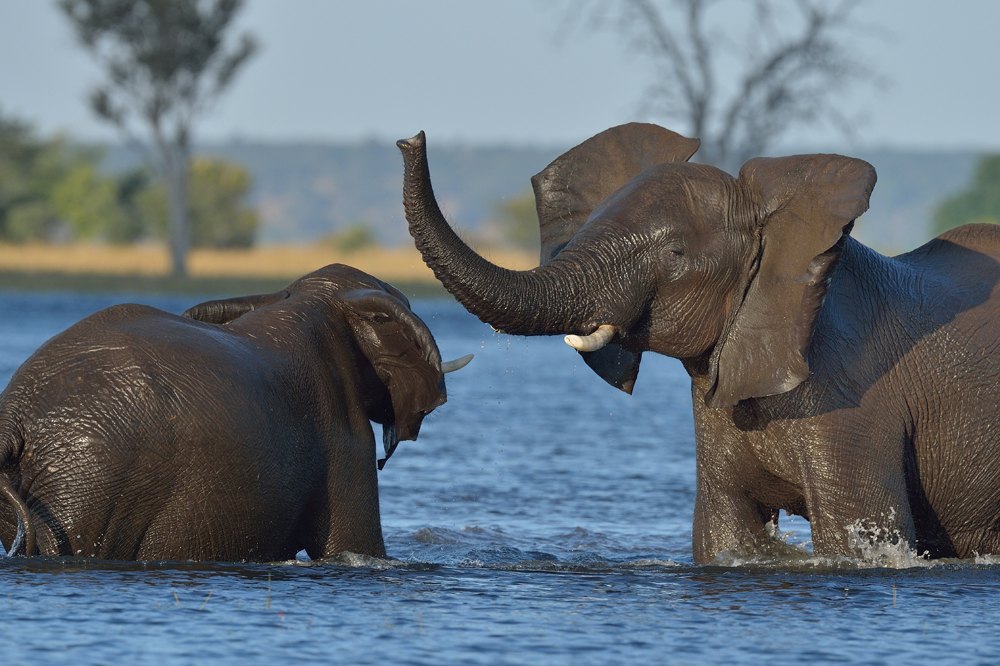 Elephants playing in Chobe river, Botswana 