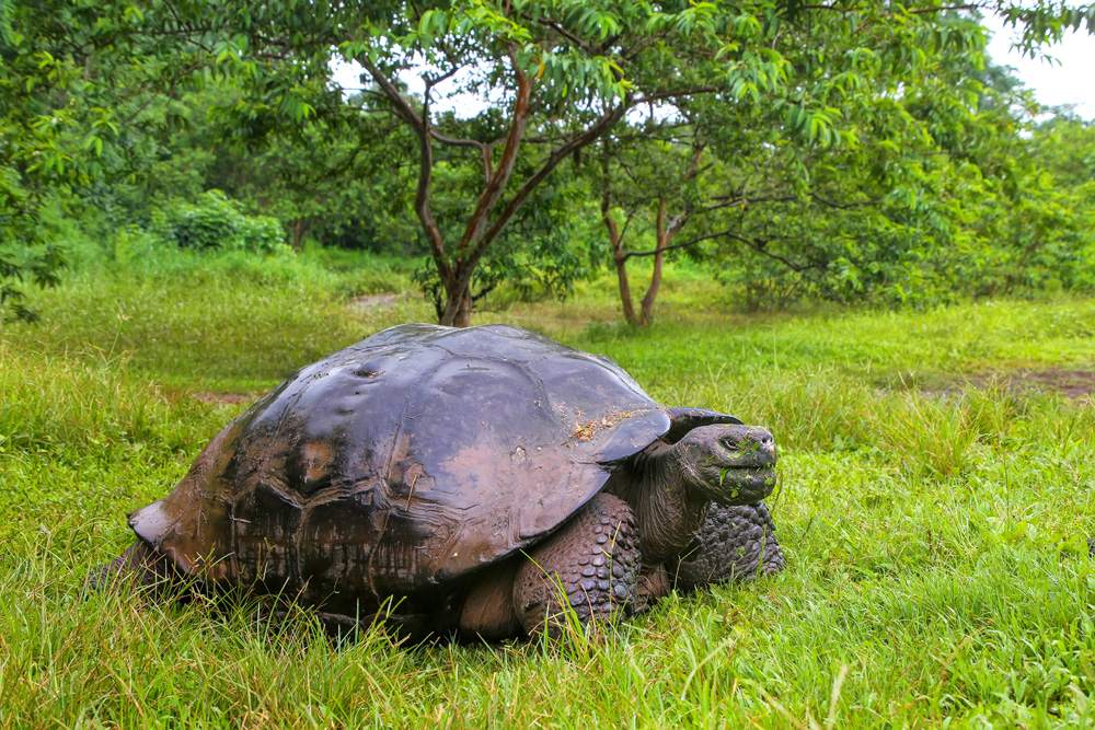 Galapagos giant tortoise on Santa Cruz Island in Galapagos National Park, Ecuador 